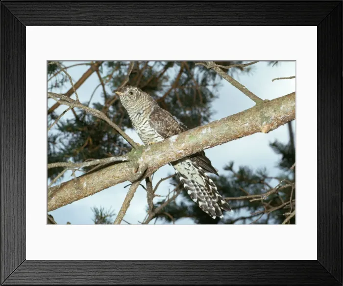 Framed Print : Cuckoo - immature Framed Print : Cuckoo - immature