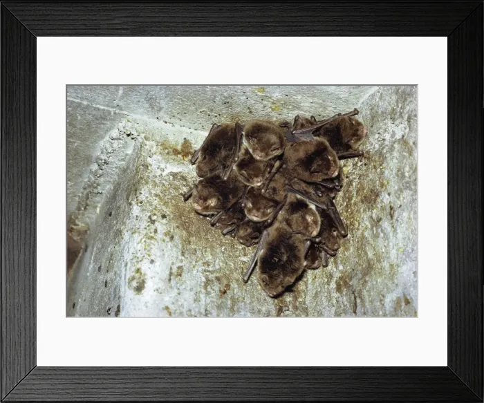 Framed Print : Daubenton's Bat Framed Print : Daubenton's Bat