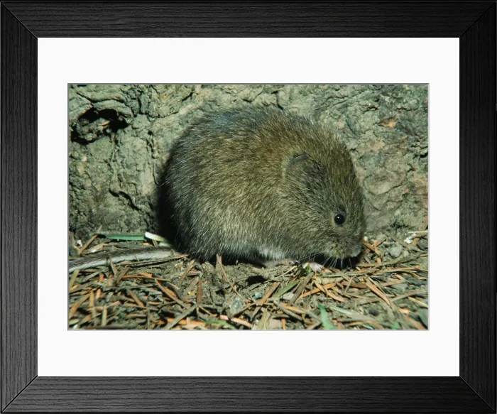Framed Print : Meadow Vole Framed Print : Meadow Vole
