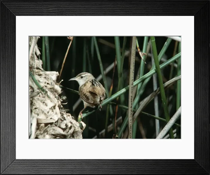 Framed Print : Long-billed Marsh Wren Framed Print : Long-billed Marsh Wren