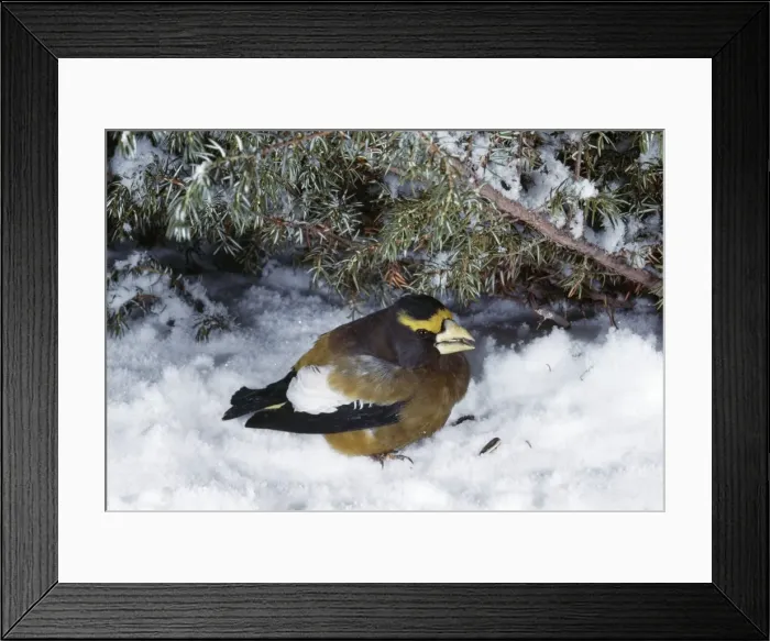 Framed Print : Evening Grosbeak Framed Print : Evening Grosbeak