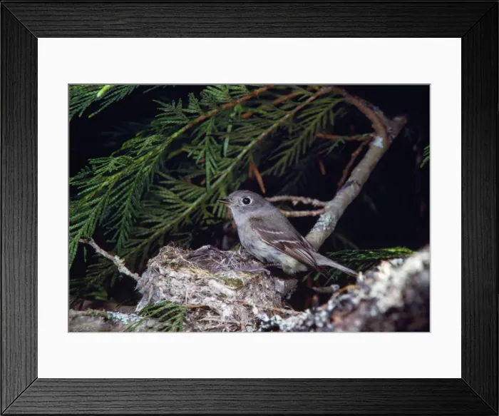 Framed Print : Hammond's Flycatcher Creston, British Columbia, Canada Framed Print : Hammond's Flycatcher Creston, British Columbia, Canada