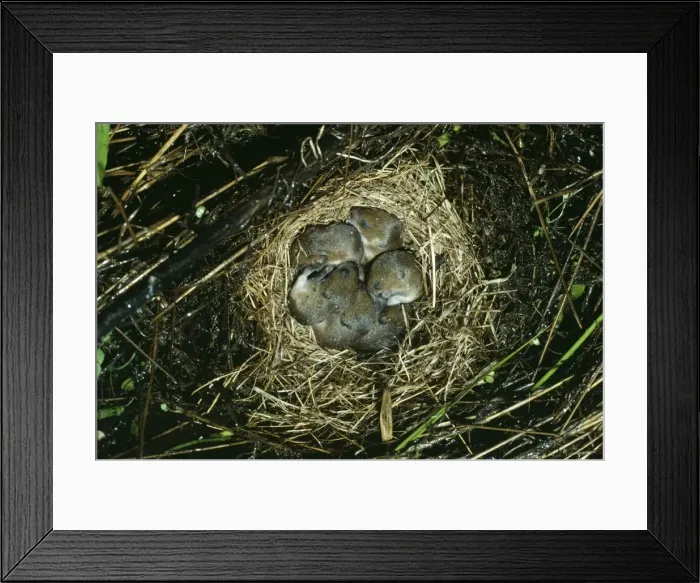 Framed Print : Meadow Vole Nest of young, B. C