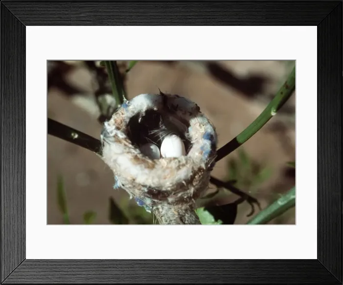 Framed Print : Costa's Hummingbird Nest & Eggs Yuma, Arizona, USA Framed Print : Costa's Hummingbird Nest & Eggs Yuma, Arizona, USA
