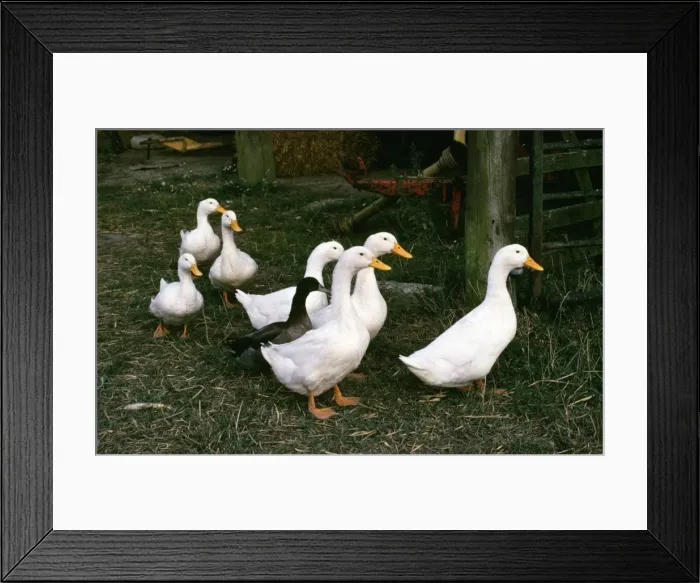 Framed Print : Domectic Aylesburry Ducks - with stray mallard Framed Print : Domectic Aylesburry Ducks - with stray mallard