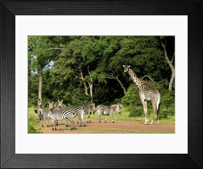 Framed Print : Zebras and Giraffes (Giraffa camelopardalis) invading Katavi airport - Tanzania - Africa Framed Print : Zebras and Giraffes (Giraffa camelopardalis) invading Katavi airport - Tanzania - Africa