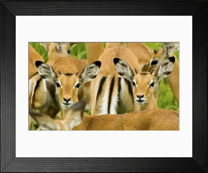 Framed Print : Impala - Katavi National Park - Tanzania - Africa