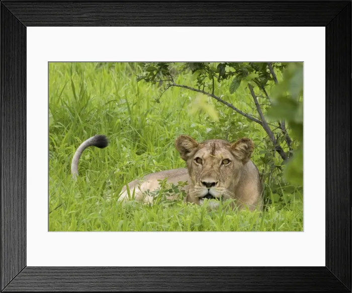 Framed Print : Lioness in long grass - Ruaha National Park - Tanzania - Africa Framed Print : Lioness in long grass - Ruaha National Park - Tanzania - Africa