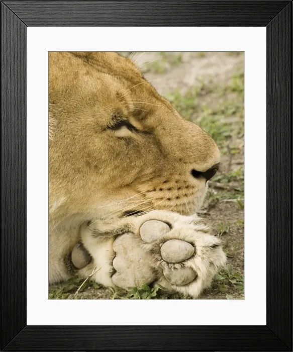 Framed Print : Lion sleeping on paw - Ngorongoro - Tanzania - Africa Framed Print : Lion sleeping on paw - Ngorongoro - Tanzania - Africa