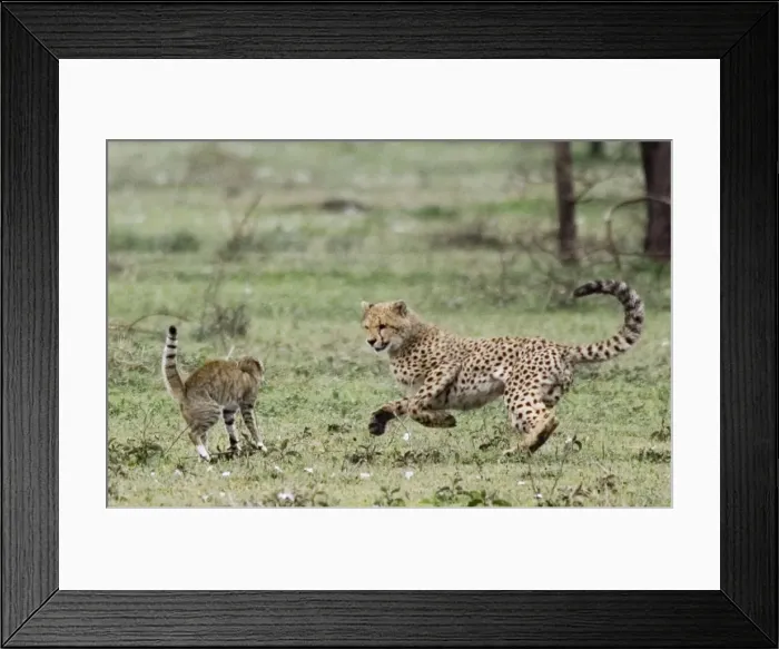 Framed Print : Young Cheetah - Fighting with a Wild Cat (Felis silvestris) - Serengeti - Tanzania - Africa Framed Print : Young Cheetah - Fighting with a Wild Cat (Felis silvestris) - Serengeti - Tanzania - Africa