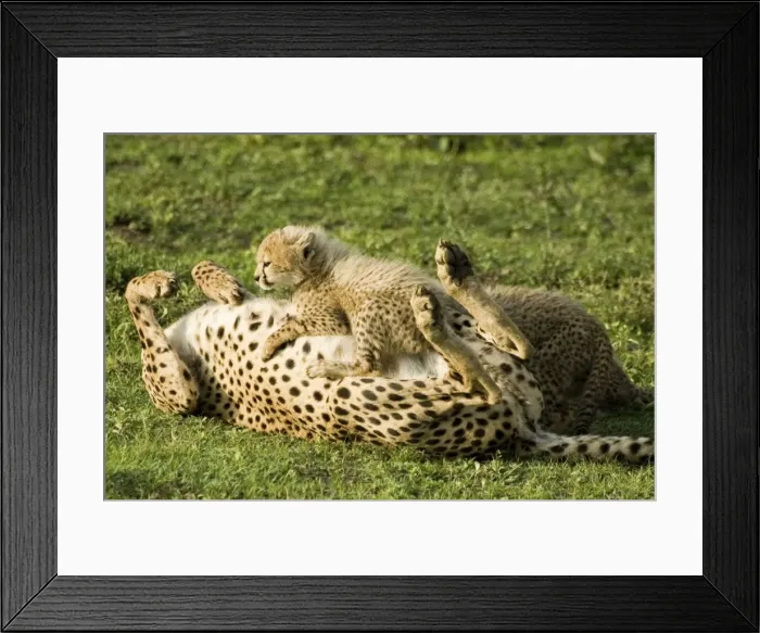 Framed Print : Cheetah - Mother playing with her calf - Ngorongoro - Tanzania - Africa Framed Print : Cheetah - Mother playing with her calf - Ngorongoro - Tanzania - Africa