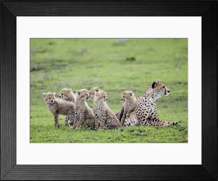 Framed Print : Cheetah family - Mother Cheetah with her 6 calfs - Ndutu - Ngorongoro - Tanzania - Africa