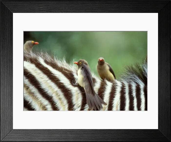 Framed Print : Red Billed Oxpecker On Zebra, Hluhluwe Umfolozi Park S. Africa Framed Print : Red Billed Oxpecker On Zebra, Hluhluwe Umfolozi Park S. Africa