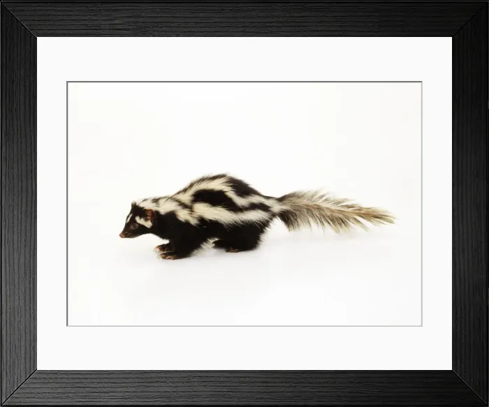 Framed Print : Zorilla / Stripped Polecat Framed Print : Zorilla / Stripped Polecat