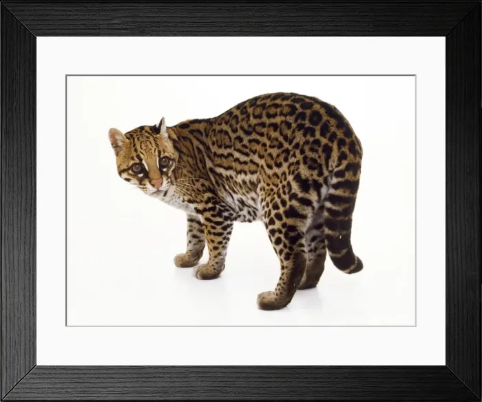 Framed Print : Ocelot. TEA-83. OCELOT - WHITE BACKGROUND Framed Print : Ocelot. TEA-83. OCELOT - WHITE BACKGROUND