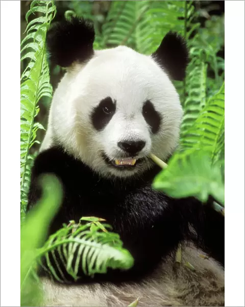 Giant Panda Wolong Nature Reserve, China