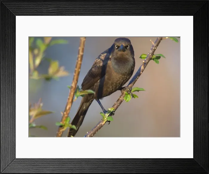Framed Print : Common Grackle - Female, May Great Lakes Region, Michigan, Eastern USA _TPL7746 Framed Print : Common Grackle - Female, May Great Lakes Region, Michigan, Eastern USA _TPL7746