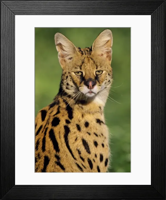 Framed Print : Serval - Found on Savannas of central Africa. 3MR644 Framed Print : Serval - Found on Savannas of central Africa. 3MR644