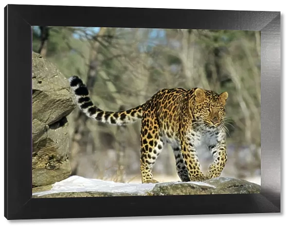 Amur /  Korean Leopard Endangered Species. Winter. 4MR1316