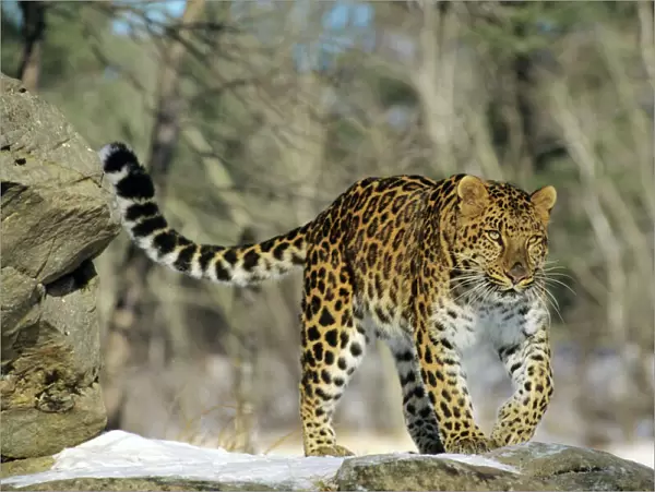 Amur /  Korean Leopard Endangered Species. Winter. 4MR1316
