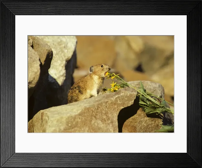 Framed Print : Pika / Cony - about to eat groundsel flower, Pacific North West, USA. MH789 Framed Print : Pika / Cony - about to eat groundsel flower, Pacific North West, USA. MH789