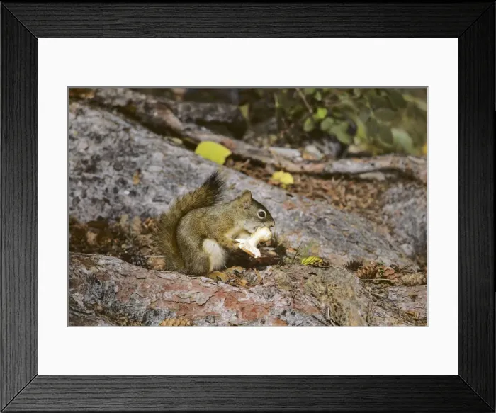 Framed Print : Red squirrel - eating mushroom Jasper National Park, Alberta, Canada. Northern Rockies, Fall. MI201 Framed Print : Red squirrel - eating mushroom Jasper National Park, Alberta, Canada. Northern Rockies, Fall. MI201