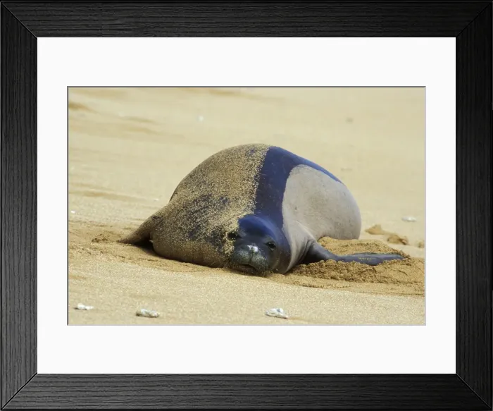 Framed Print : Hawaiian Monk Seal - resting on beach Kauai, Hawaii. Endangered Species. ML1069 Framed Print : Hawaiian Monk Seal - resting on beach Kauai, Hawaii. Endangered Species. ML1069