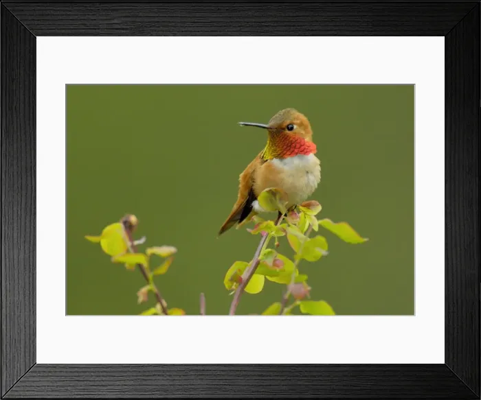 Framed Print : Rufous Hummingbird - Male sitting on red huckleberry bush branch. Olympic National Park, Pacific Northwest, USA. Spring. TPL3561 Framed Print : Rufous Hummingbird - Male sitting on red huckleberry bush branch. Olympic National Park, Pacific Northwest, USA. Spring. TPL3561
