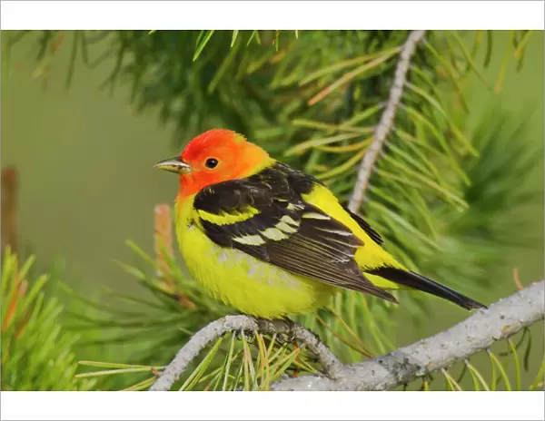 Western Tanager - Male Western U. S. Spring. Grand Teton National Park, Wyoming, Rocky Mountains, USA