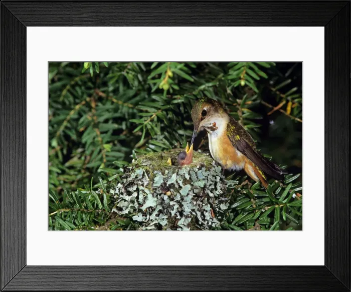Framed Print : Rufous hummingbird - at nest with chick, Washington, Pacific NW, USA B4463 Framed Print : Rufous hummingbird - at nest with chick, Washington, Pacific NW, USA B4463