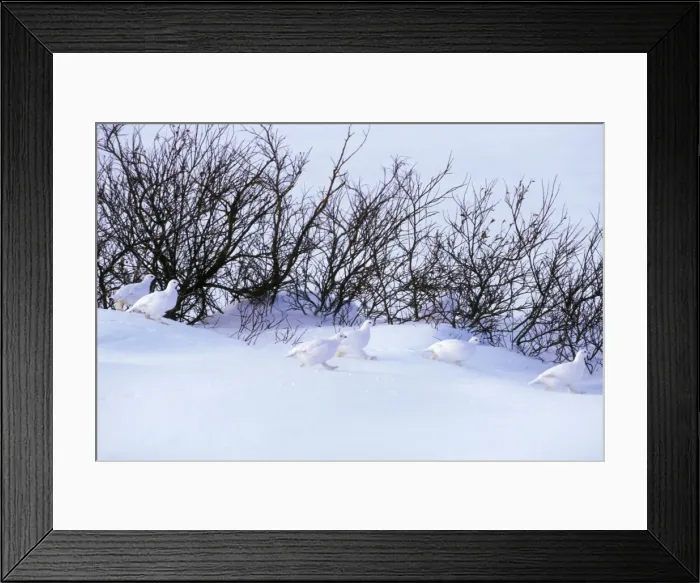 Framed Print : Flock of Willow ptarmigan - among willows. Northern Manitoba, Canadian Arctic. Winter B5769 Framed Print : Flock of Willow ptarmigan - among willows. Northern Manitoba, Canadian Arctic. Winter B5769
