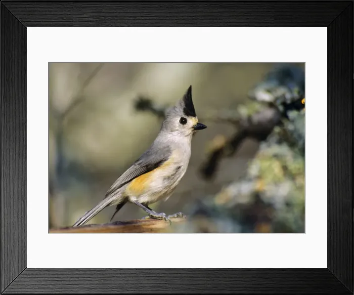 Framed Print : Tufted / Black-crested Titmouse. Texas. USA B6294 Framed Print : Tufted / Black-crested Titmouse. Texas. USA B6294