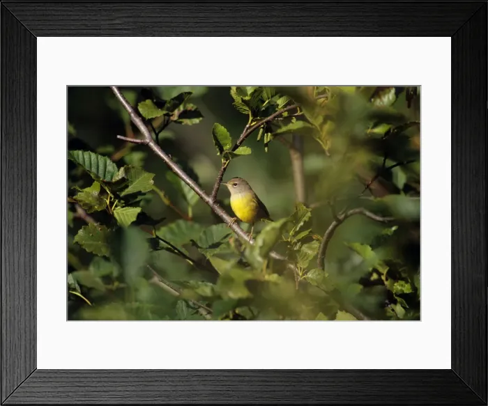 Framed Print : MacGillivray's Warbler - Female Washington, Pacific Northwest. Summer. B6314 Framed Print : MacGillivray's Warbler - Female Washington, Pacific Northwest. Summer. B6314