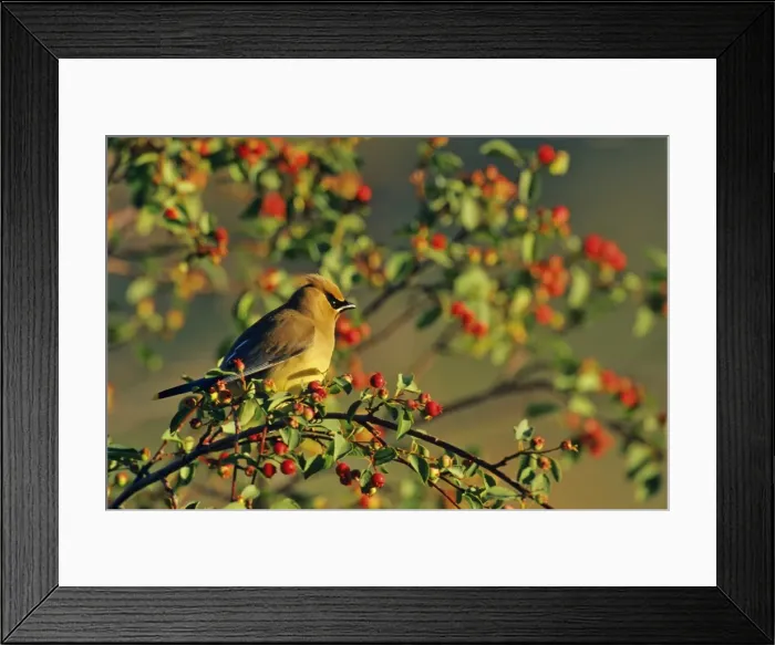 Framed Print : Cedar Waxwing - in crabapple tree. Montana, USA, Summer. B6321 Framed Print : Cedar Waxwing - in crabapple tree. Montana, USA, Summer. B6321