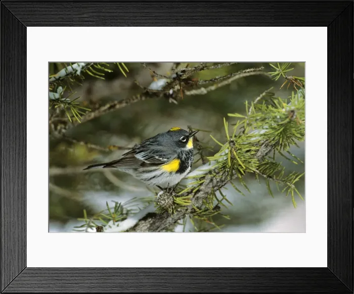 Framed Print : Yellow-rumped / Audubon's Warbler Wyoming, USA May. After late spring snow. B6740 Framed Print : Yellow-rumped / Audubon's Warbler Wyoming, USA May. After late spring snow. B6740
