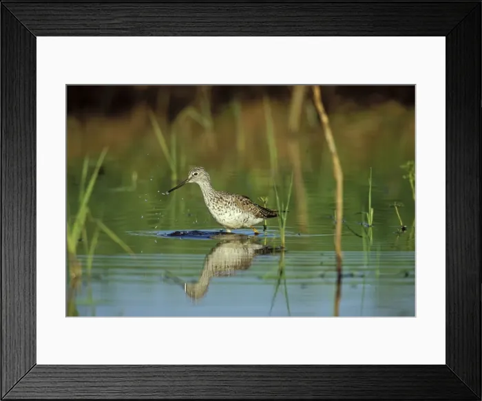 Framed Print : Greater Yellowlegs - using small, shallow pond during spring migration stopover. Washington, Pacific Northwest, USA. April. B8020 Framed Print : Greater Yellowlegs - using small, shallow pond during spring migration stopover. Washington, Pacific Northwest, USA. April. B8020