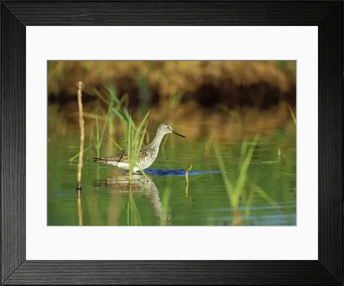 Framed Print : Greater Yellowlegs - using small, shallow pond during spring migration stopover. Washington, Pacific Northwest, USA. April. B8022 Framed Print : Greater Yellowlegs - using small, shallow pond during spring migration stopover. Washington, Pacific Northwest, USA. April. B8022