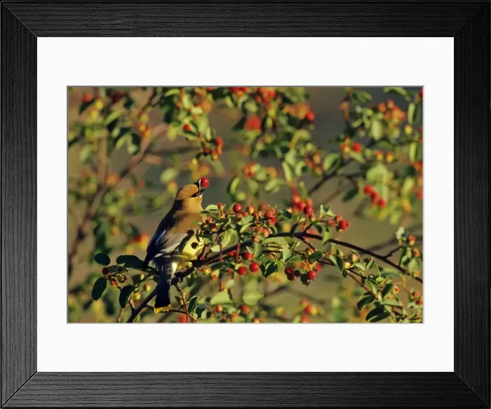 Framed Print : Cedar Waxwing - in crabapple tree. Montana, Western USA, Summer. B8059 Framed Print : Cedar Waxwing - in crabapple tree. Montana, Western USA, Summer. B8059