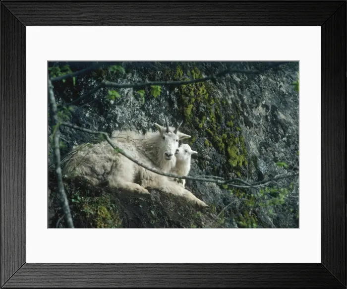 Framed Print : Mountain Goat - nanny and kid, Washington, Pacific N. W. USA MG7B Framed Print : Mountain Goat - nanny and kid, Washington, Pacific N. W. USA MG7B
