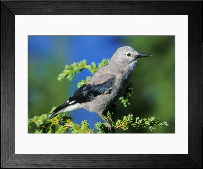 Framed Print : Clark's Nutcracker - sitting in top of hemlock tree Crater Lake National Park, Oregon, USA. B8046 Framed Print : Clark's Nutcracker - sitting in top of hemlock tree Crater Lake National Park, Oregon, USA. B8046