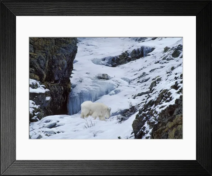Framed Print : Mountain Goat. Jasper National Park, Canadian Rockies. Winter. Mg448 Framed Print : Mountain Goat. Jasper National Park, Canadian Rockies. Winter. Mg448