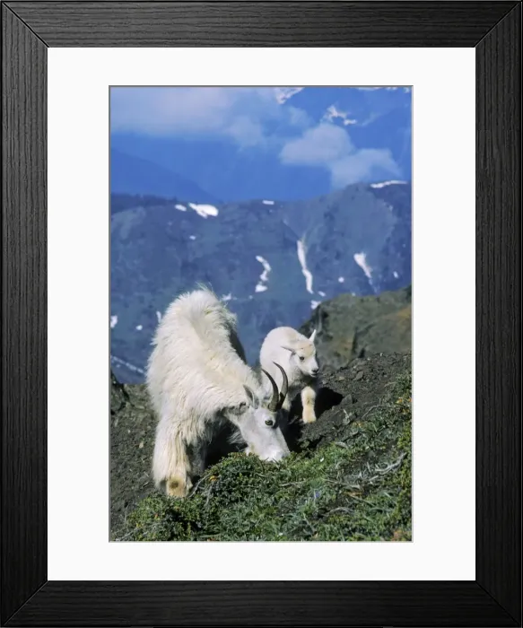 Framed Print : Mountain Goat - nanny with young kid. Washington, Western USA mg190 Framed Print : Mountain Goat - nanny with young kid. Washington, Western USA mg190