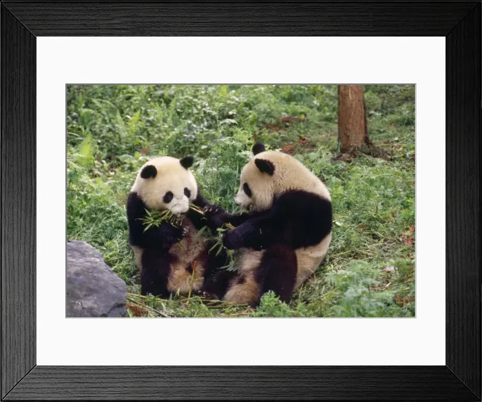 Framed Print : Giant Panda - x2 young Wolong Nature Reserve, China Framed Print : Giant Panda - x2 young Wolong Nature Reserve, China