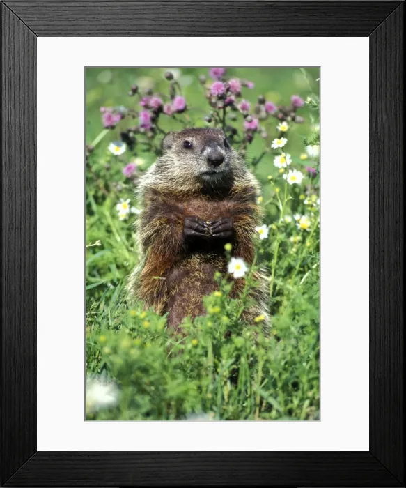 Framed Print : Woodchuck Minnesota, USA MI524 Framed Print : Woodchuck Minnesota, USA MI524