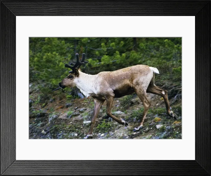 Framed Print : Mountain / Woodland Caribou / Reindeer - bull Jasper National Park, North America. June. MJ123 Framed Print : Mountain / Woodland Caribou / Reindeer - bull Jasper National Park, North America. June. MJ123