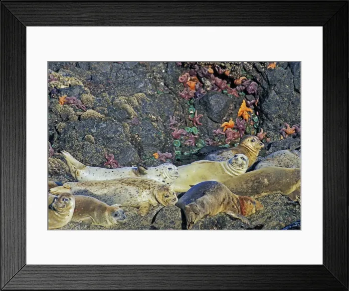 Framed Print : Harbor Seals - basking on rocks at low tide with Sea Stars / Starfish and Green Anemone). Oregon, Pacific Northwest. Summer. ML1127 Framed Print : Harbor Seals - basking on rocks at low tide with Sea Stars / Starfish and Green Anemone). Oregon, Pacific Northwest. Summer. ML1127