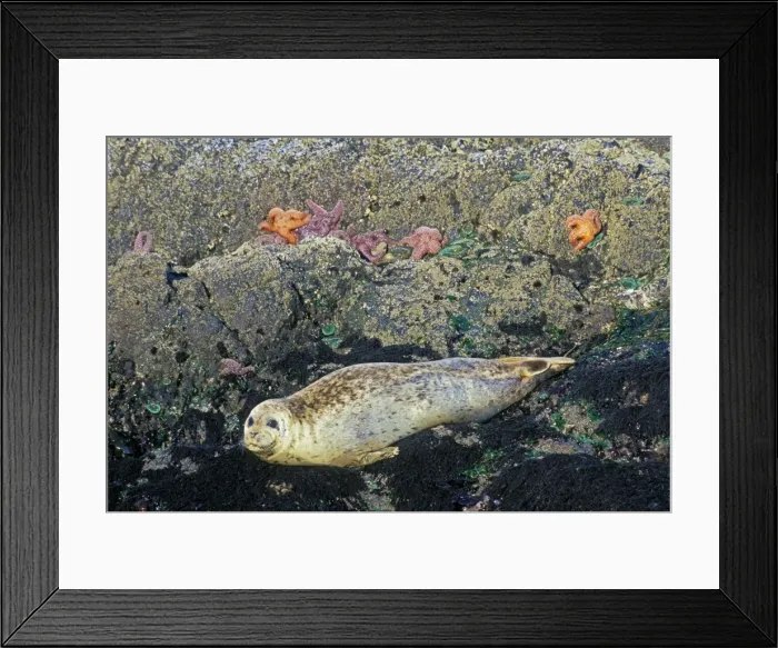 Framed Print : Harbor Seals - basking on rocks at low tide with Sea Stars / Starfish and Green Anemone. Oregon, Pacific Northwest. ML1130 Framed Print : Harbor Seals - basking on rocks at low tide with Sea Stars / Starfish and Green Anemone. Oregon, Pacific Northwest. ML1130