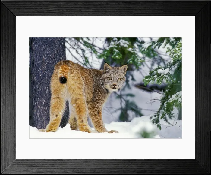 Framed Print : Canadian Lynx - in snow MR1320 Framed Print : Canadian Lynx - in snow MR1320