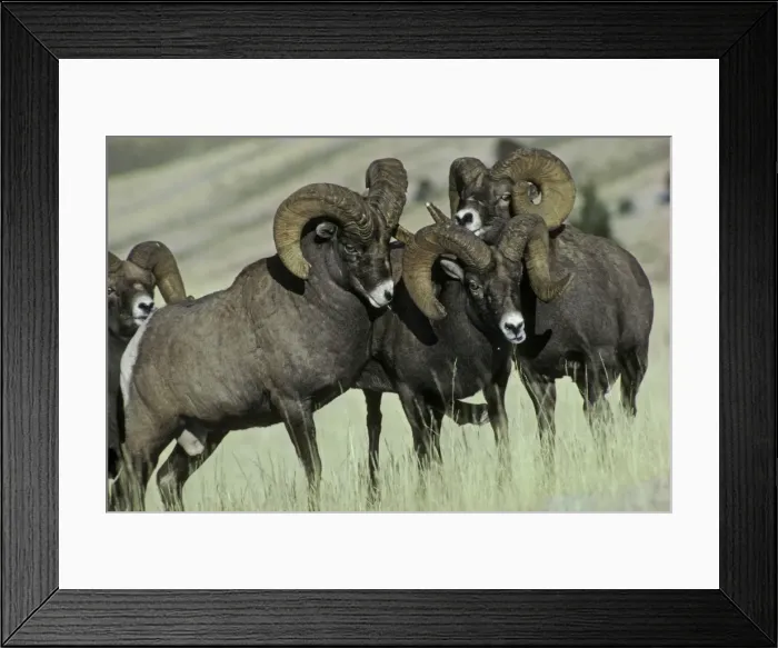 Framed Print : Rocky Mountain Bighorn Sheep - rams. Dominance behavior. Yellowstone National Park, Rockies, Western USA. Autumn MS253 Framed Print : Rocky Mountain Bighorn Sheep - rams. Dominance behavior. Yellowstone National Park, Rockies, Western USA. Autumn MS253