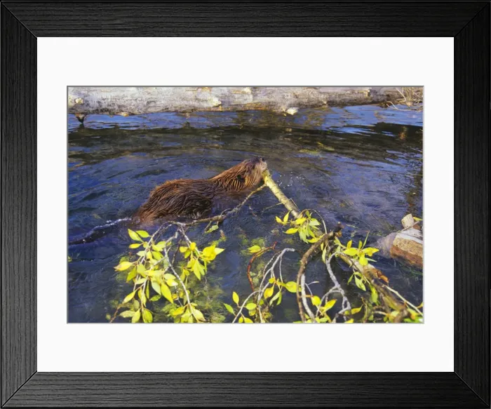 Framed Print : Beaver - hauling branch back to winter food cache. Autumn. Grand Teton National Park, Wyoming, Western USA. MT496 Framed Print : Beaver - hauling branch back to winter food cache. Autumn. Grand Teton National Park, Wyoming, Western USA. MT496